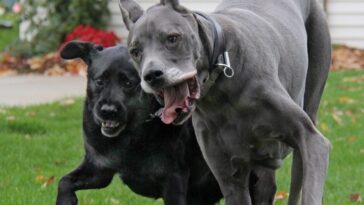 dogs, great dane, labrador retriever, pet animal, canine, purebred, pedigree, black, blue, gray, nature, adorable, funny, happy, pet, animal