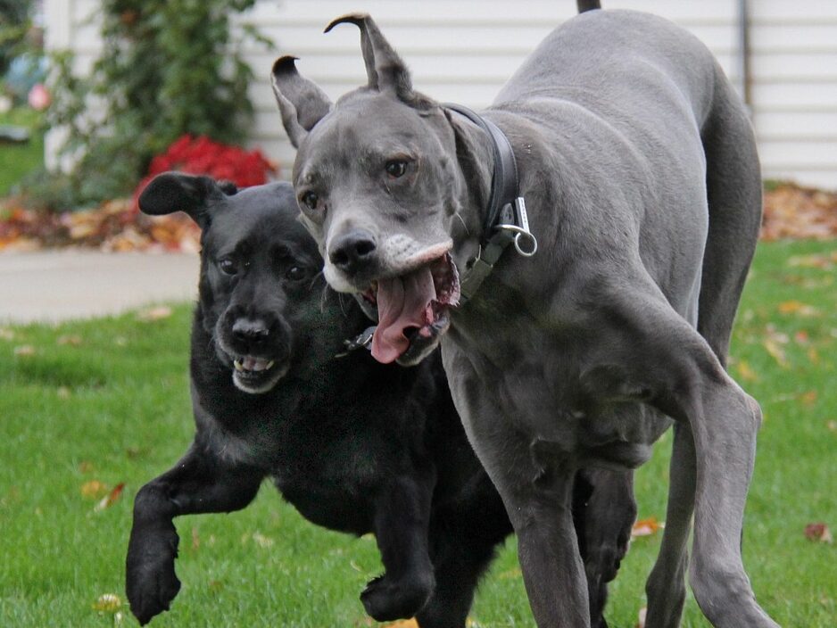 dogs, great dane, labrador retriever, pet animal, canine, purebred, pedigree, black, blue, gray, nature, adorable, funny, happy, pet, animal