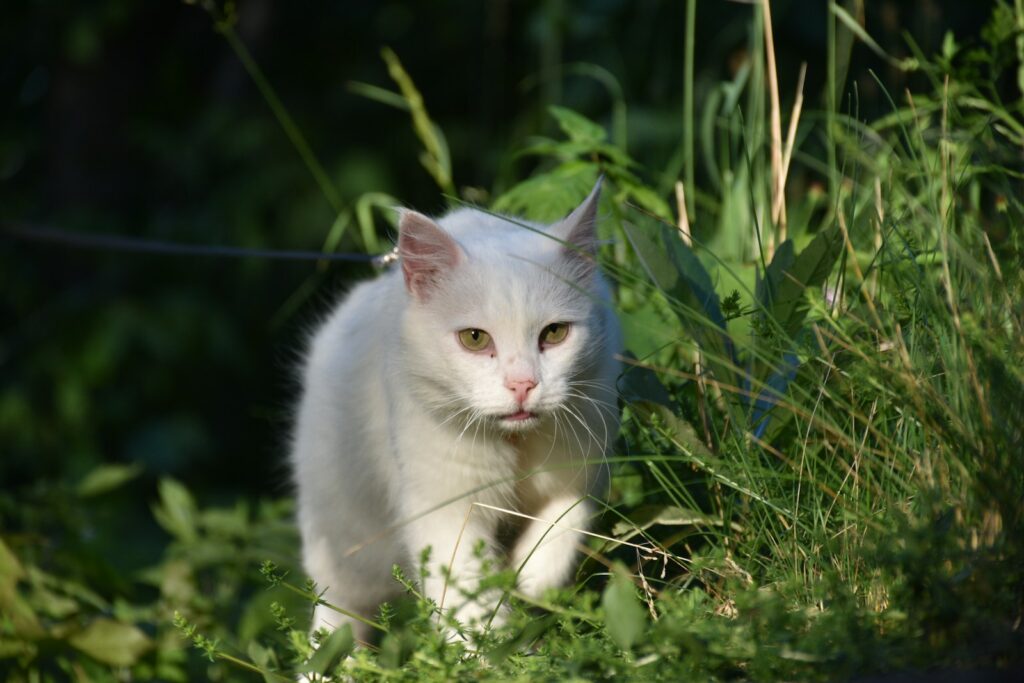 A white cat walks through tall green grass.