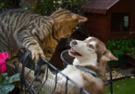 a cat and a dog in a cage