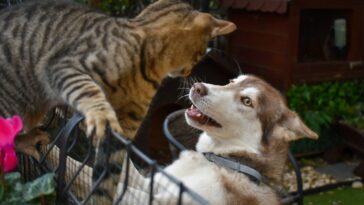 a cat and a dog in a cage