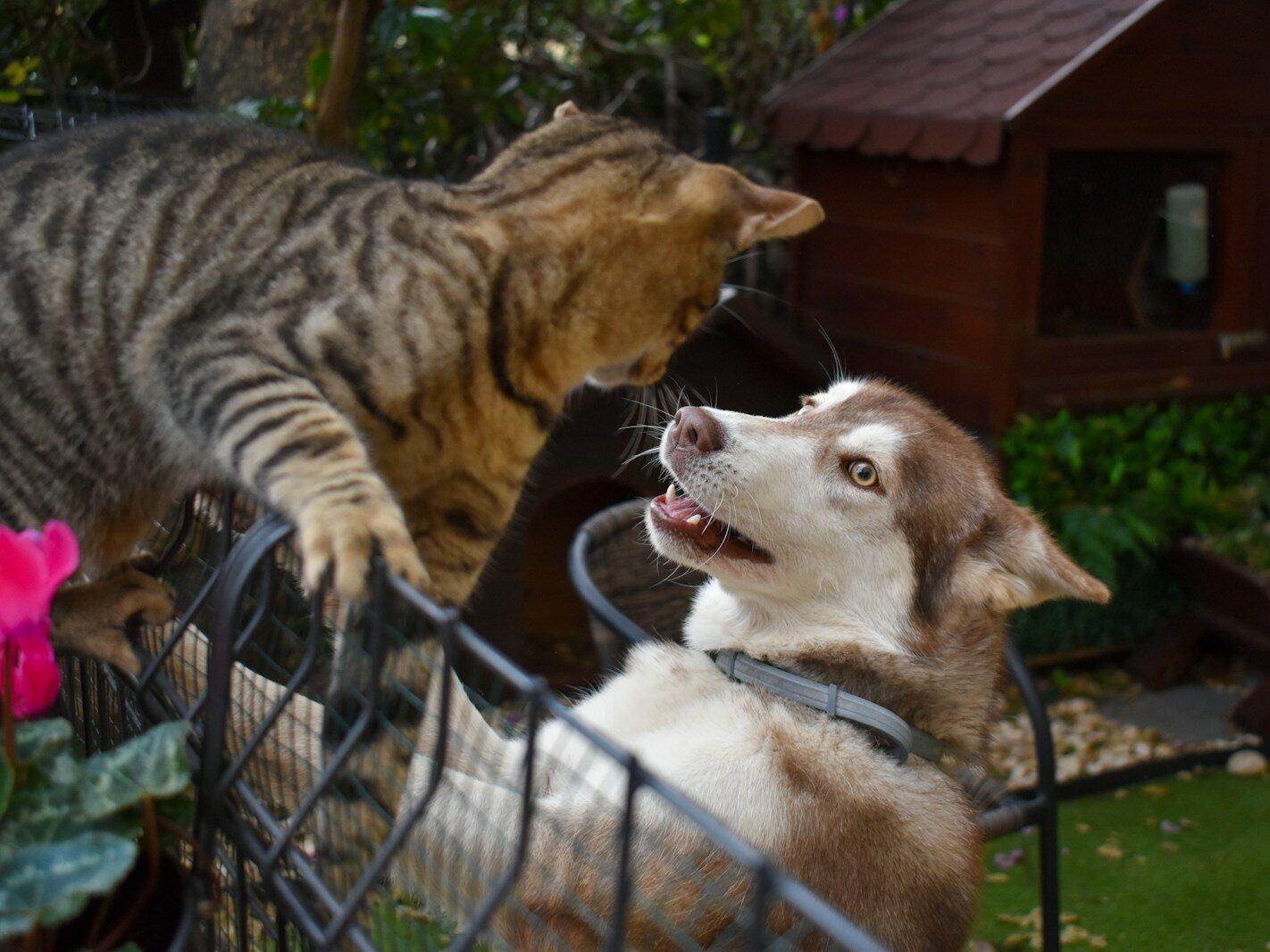a cat and a dog in a cage