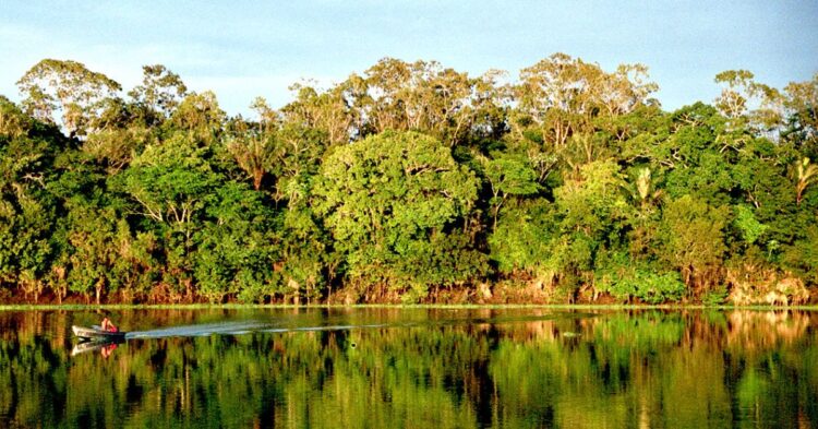 How Saving Rainforests Keeps Everything Else Working