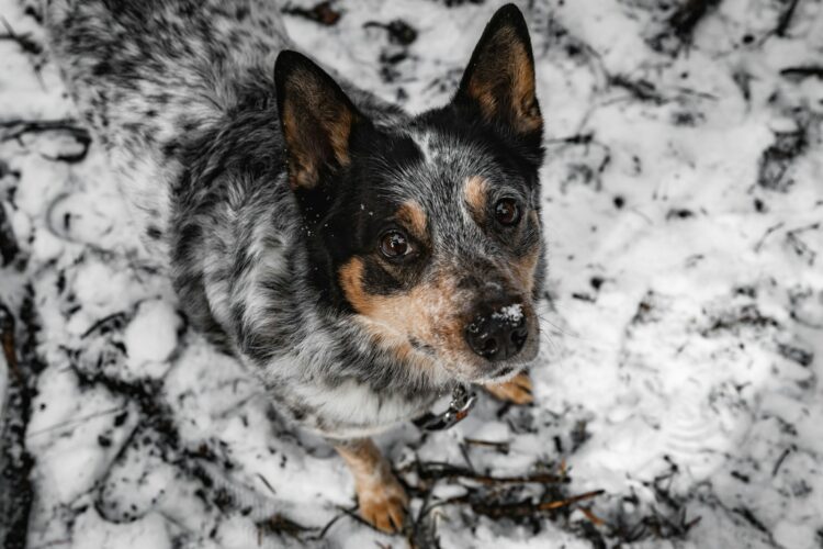 A black and brown dog standing in the snow