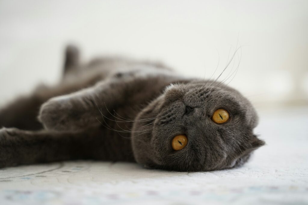 russian blue cat lying on white textile