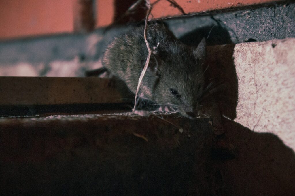 A rat is sitting on the ledge of a building