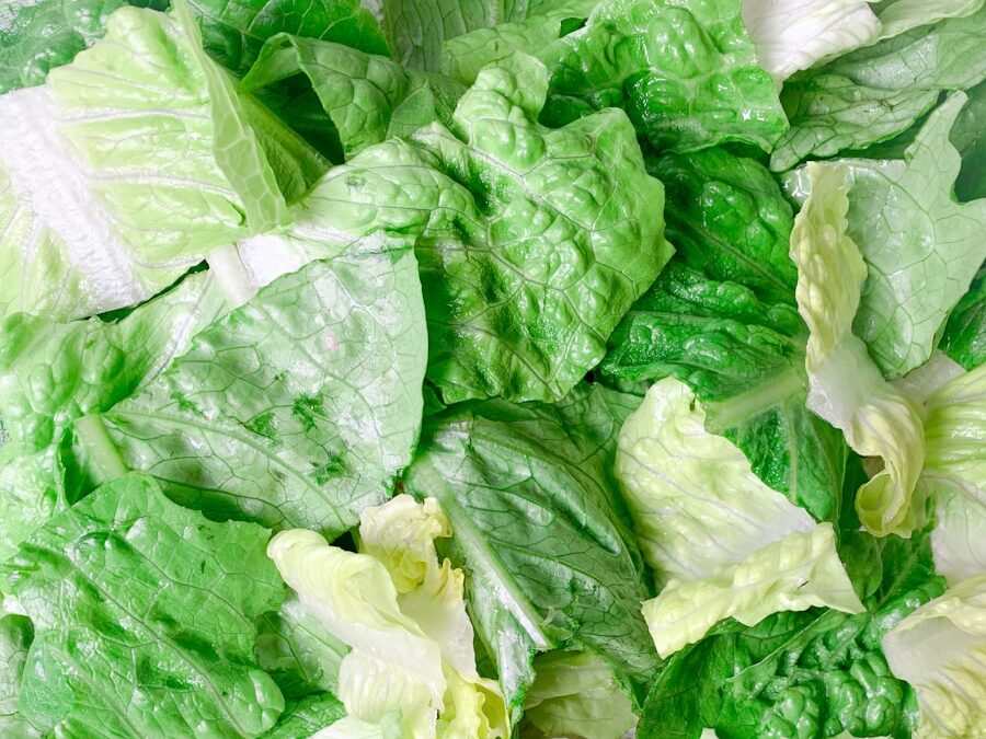 green and white cabbage vegetable