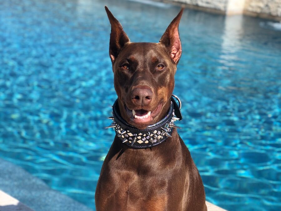 adult rust Doberman pinscher