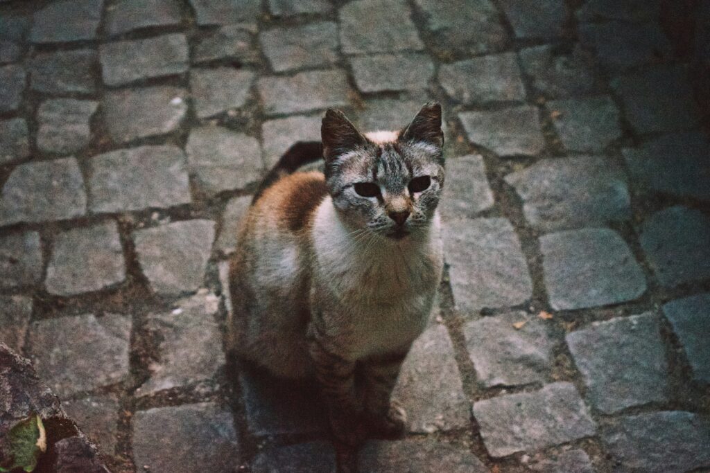 brown and white cat on brick floor