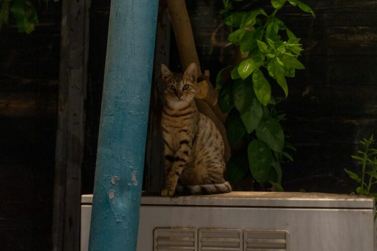 A tabby cat sits near green foliage.