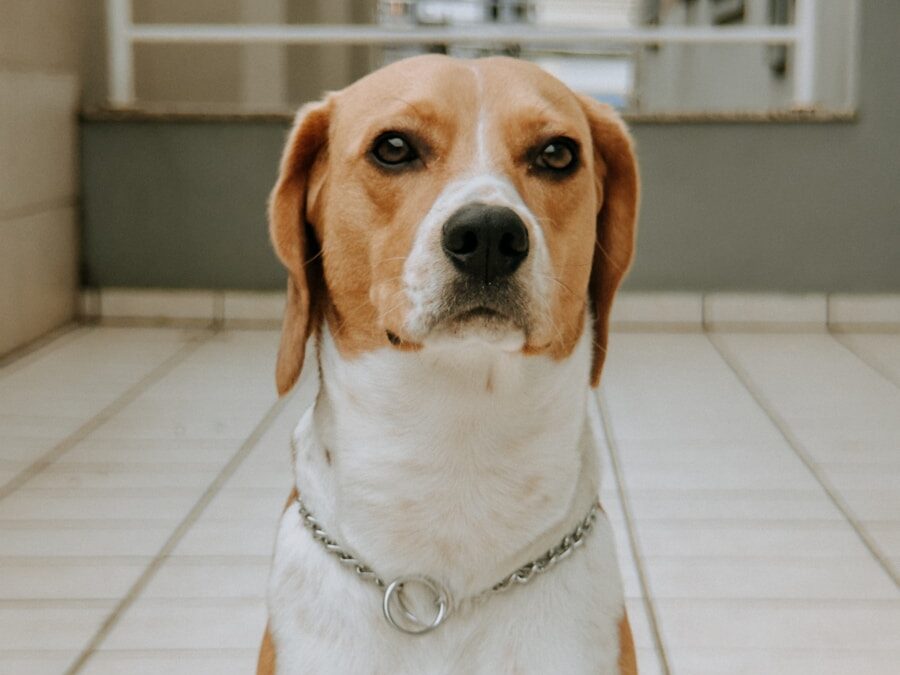 A beagle dog with a silver collar sits attentively.