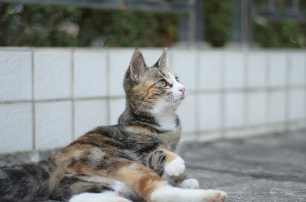 a cat laying on the ground next to a wall