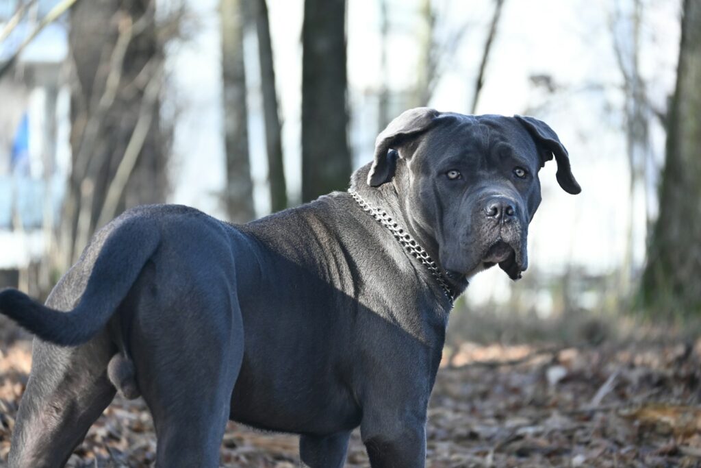 a large black dog standing on top of a leaf covered ground