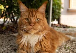 a cat laying on the ground next to a tree