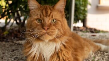 a cat laying on the ground next to a tree