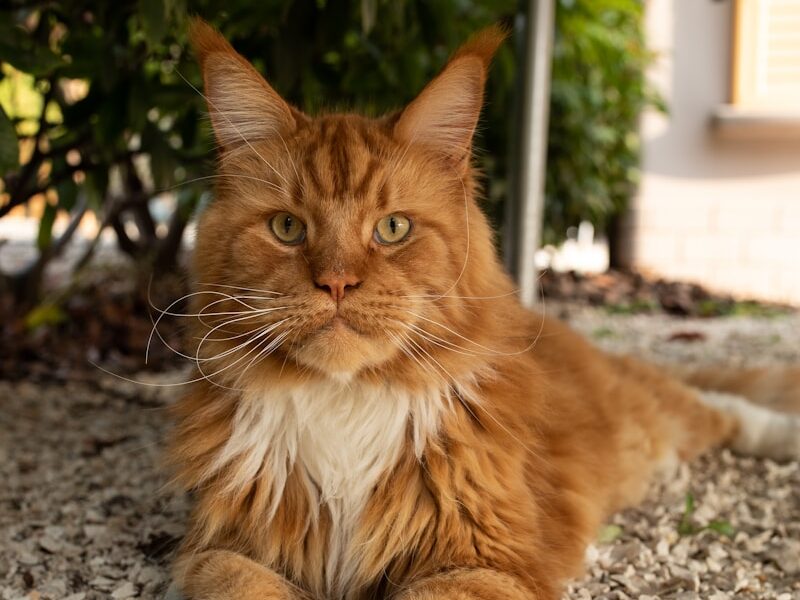 a cat laying on the ground next to a tree