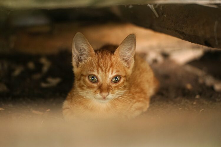 A cute orange kitten is hiding underneath.
