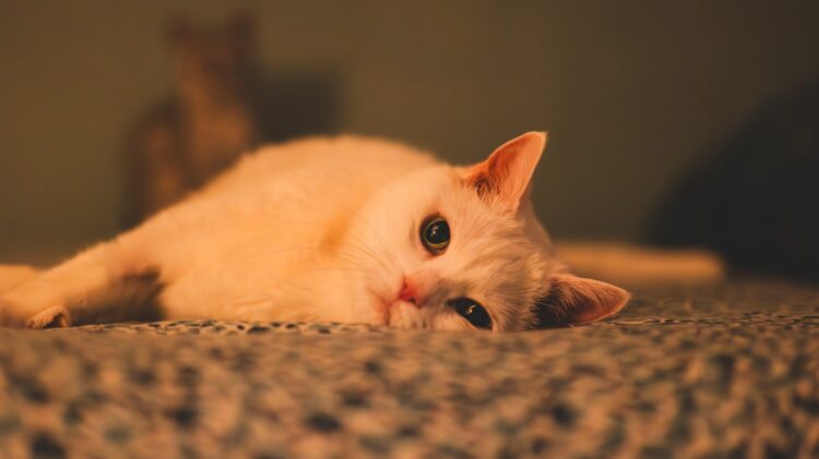 A white cat rests on a patterned surface.