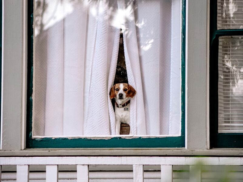 white and brown short coated dog on window