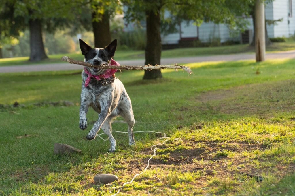 white dog carrying tree branch while running