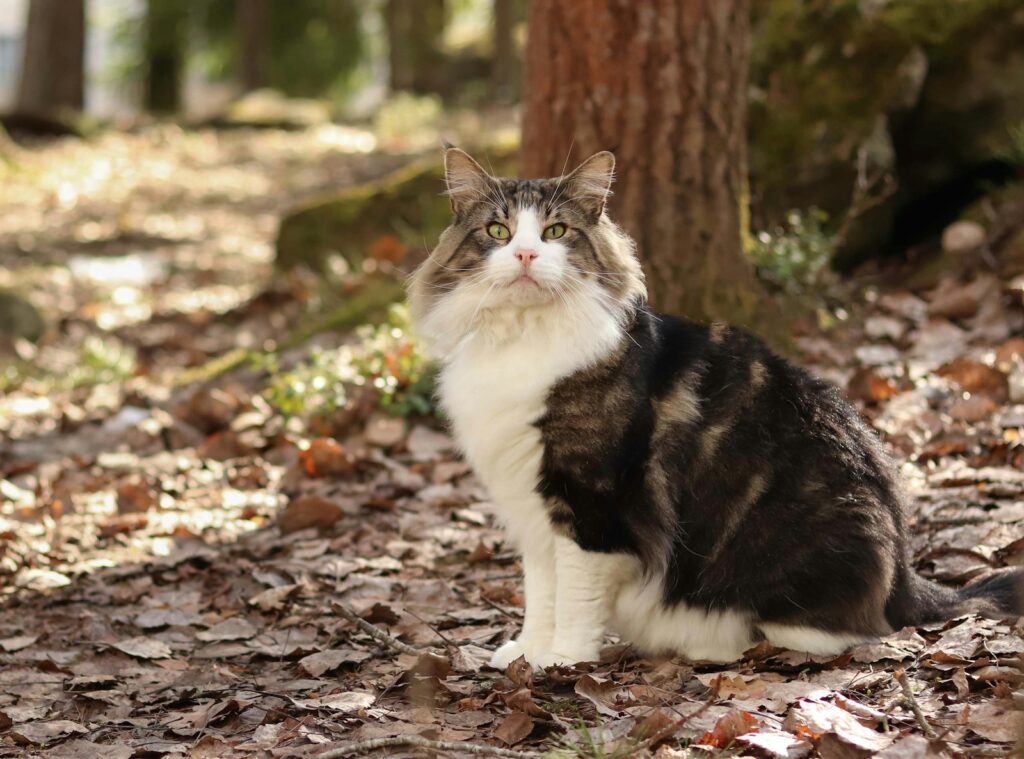 a cat sitting on the ground in the woods