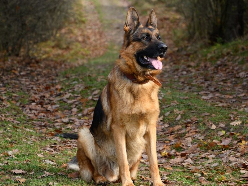 brown and black german shepherd on green grass field
