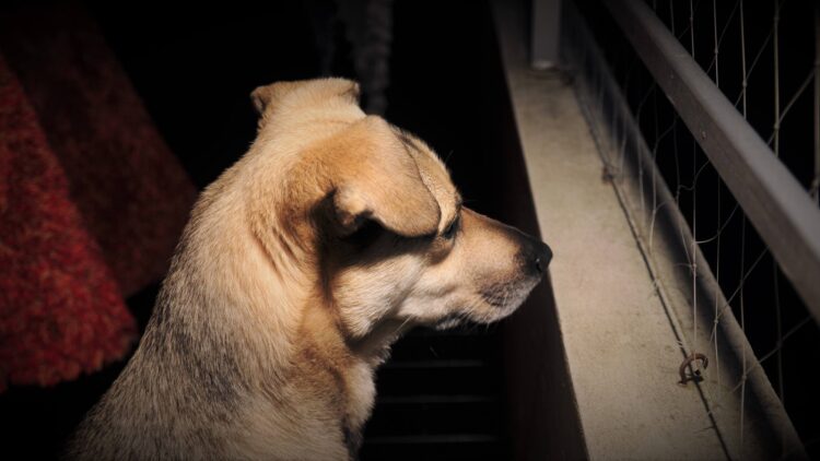 a dog is looking out of a window