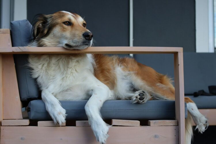 a brown and white dog laying on top of a wooden chair