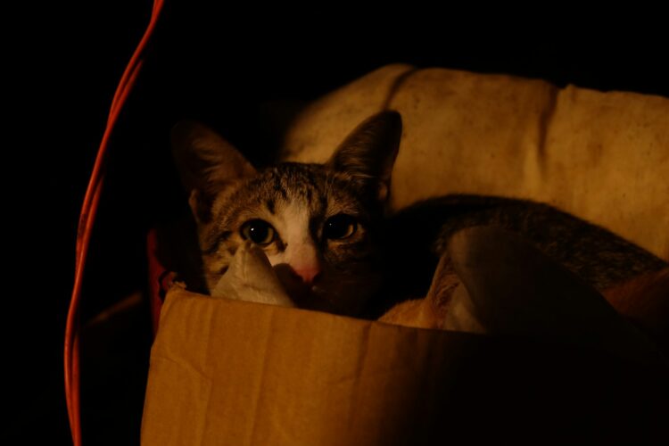 A tabby cat peeks out from a cardboard box.