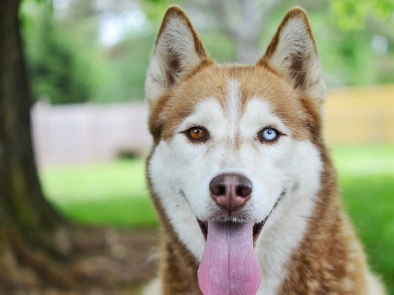 adult brown and white Siberian husky