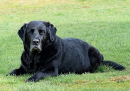 adult black Labrador retriever lying on grass field