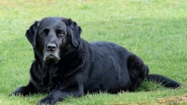 adult black Labrador retriever lying on grass field