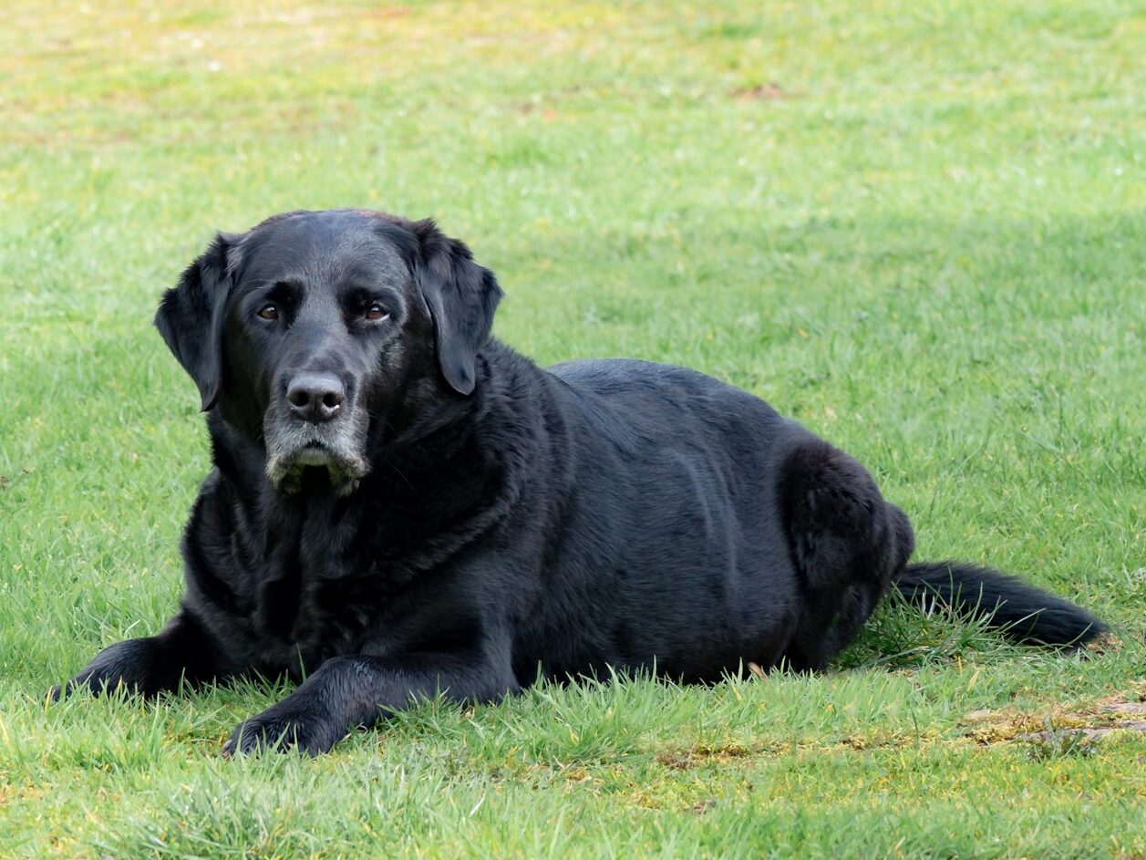 adult black Labrador retriever lying on grass field