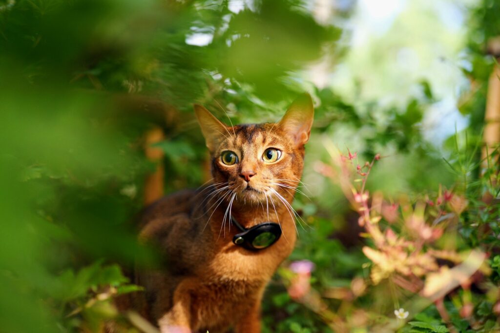 a cat that is standing in the grass