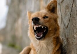 a brown and white dog with it's mouth open