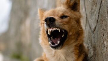 a brown and white dog with it's mouth open
