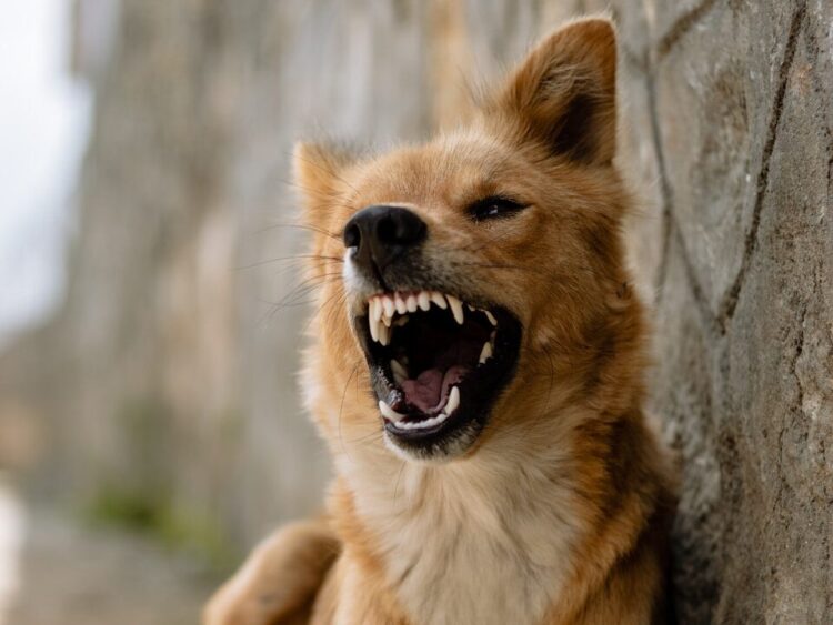 a brown and white dog with it's mouth open
