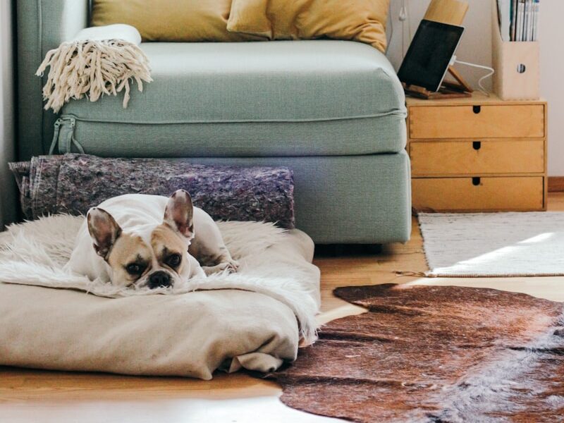 beige puppy lying on brown textile
