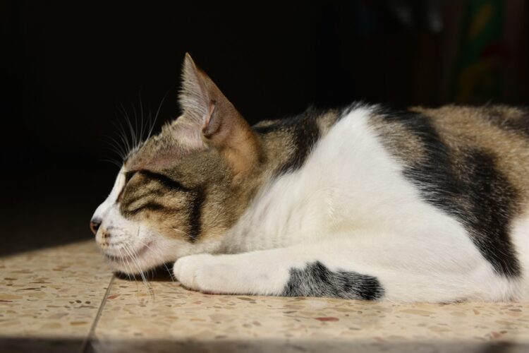 A cat rests in the sunlight, looking peaceful.