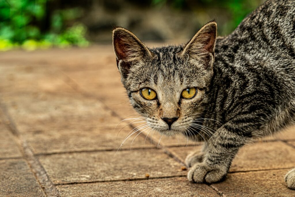 A cat standing on top of a brick floor