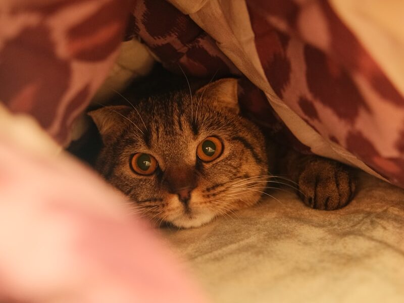 A curious cat peeks out from under the blanket.