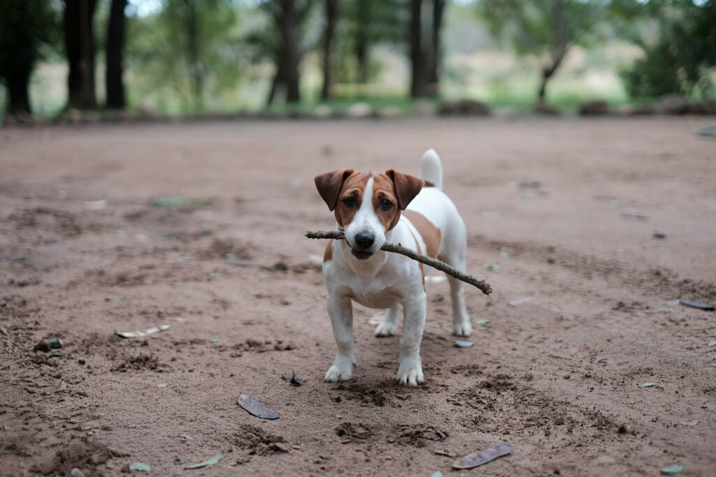 white and brown puppy petching wood