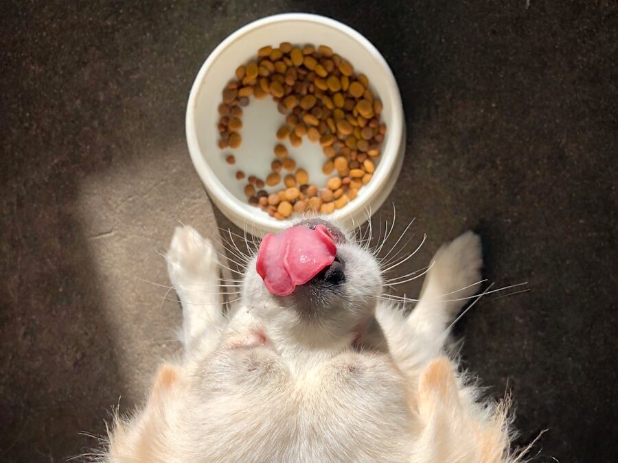 dog licking it's nose standing beside near empty food bowl