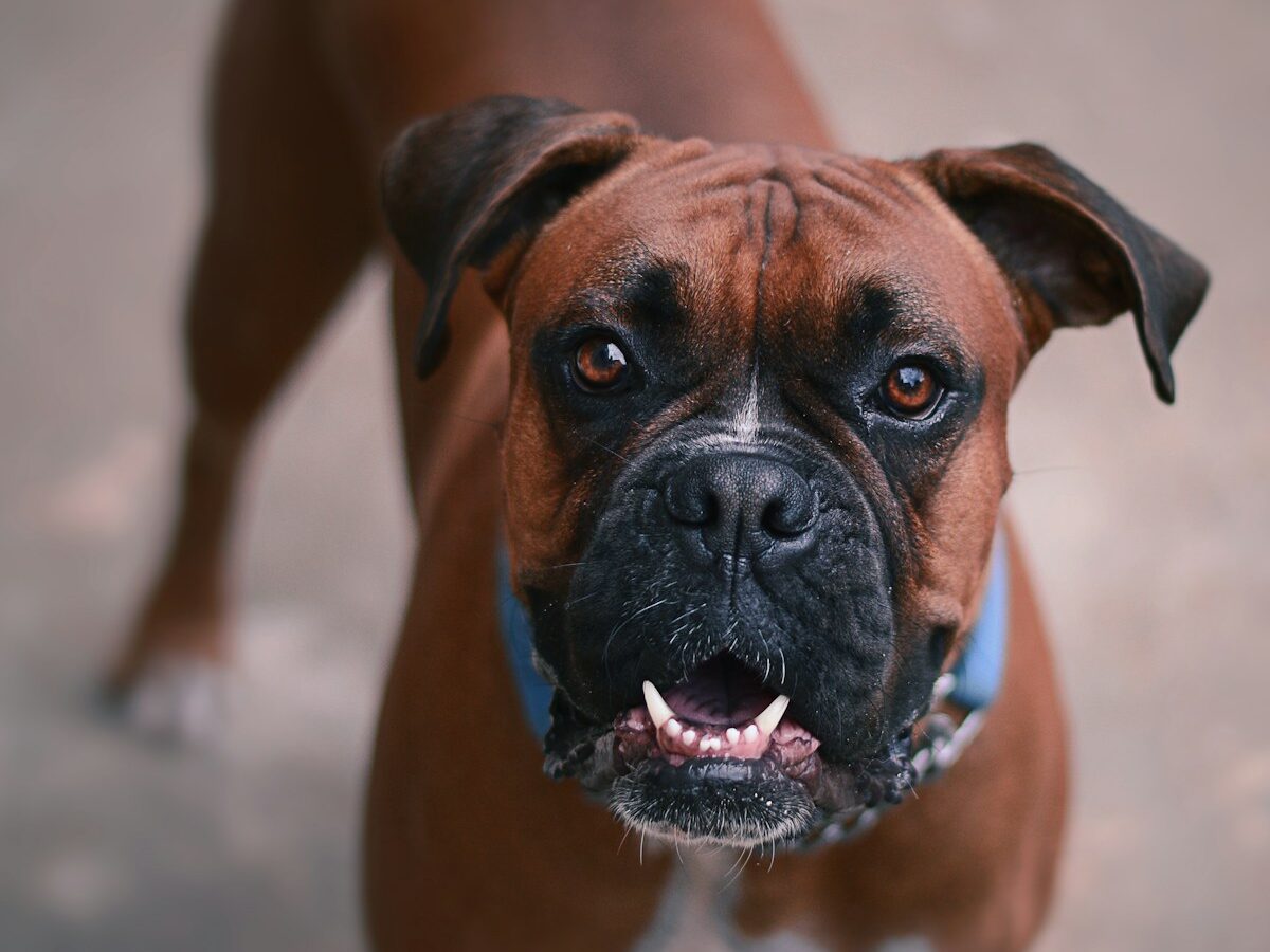 brown and black dog figurine