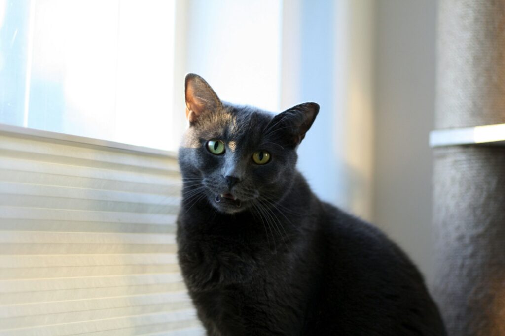 A dark grey cat with green eyes looks forward.