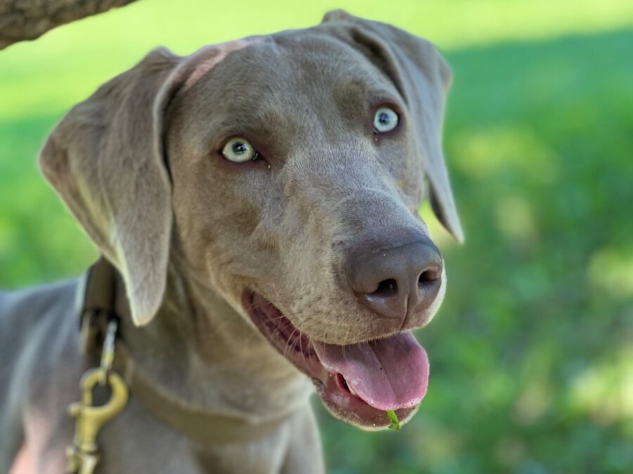 a gray dog with a leash on a tree branch