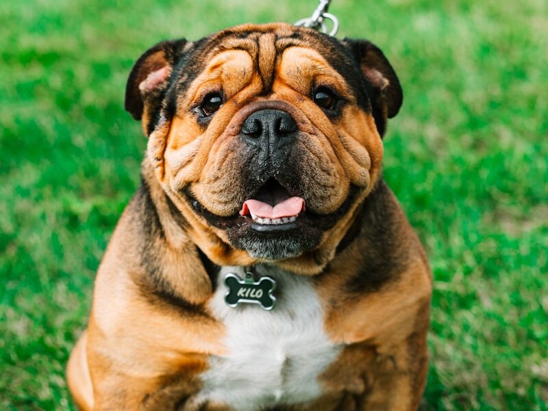 closeup photography of brown and white dog