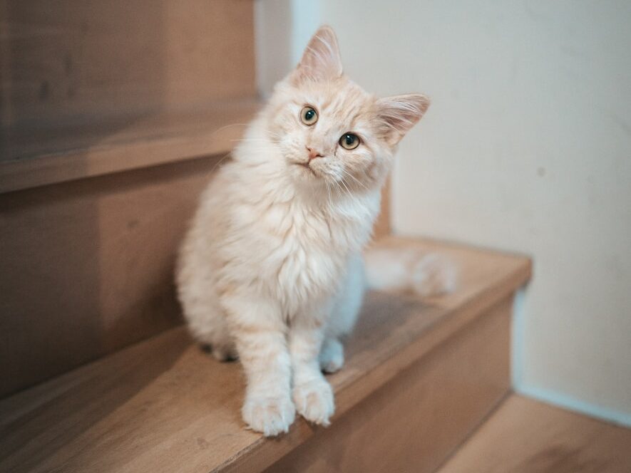 A fluffy cream kitten sits on wooden stairs.