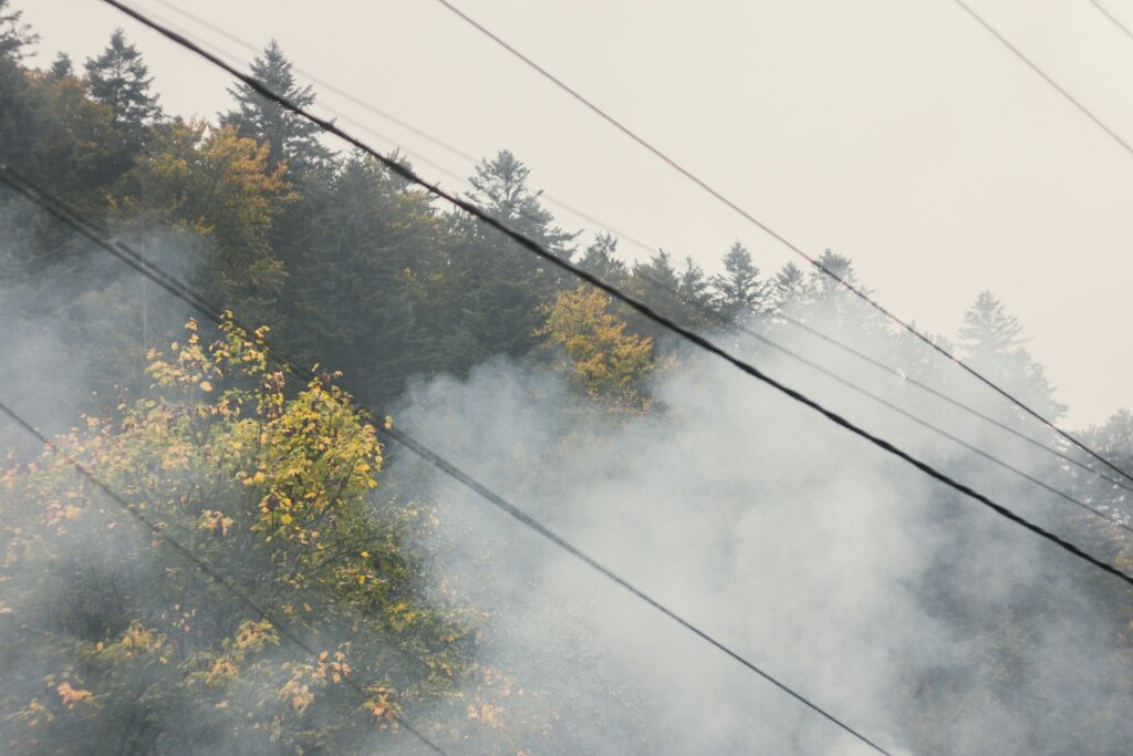 a forest filled with lots of trees covered in smoke