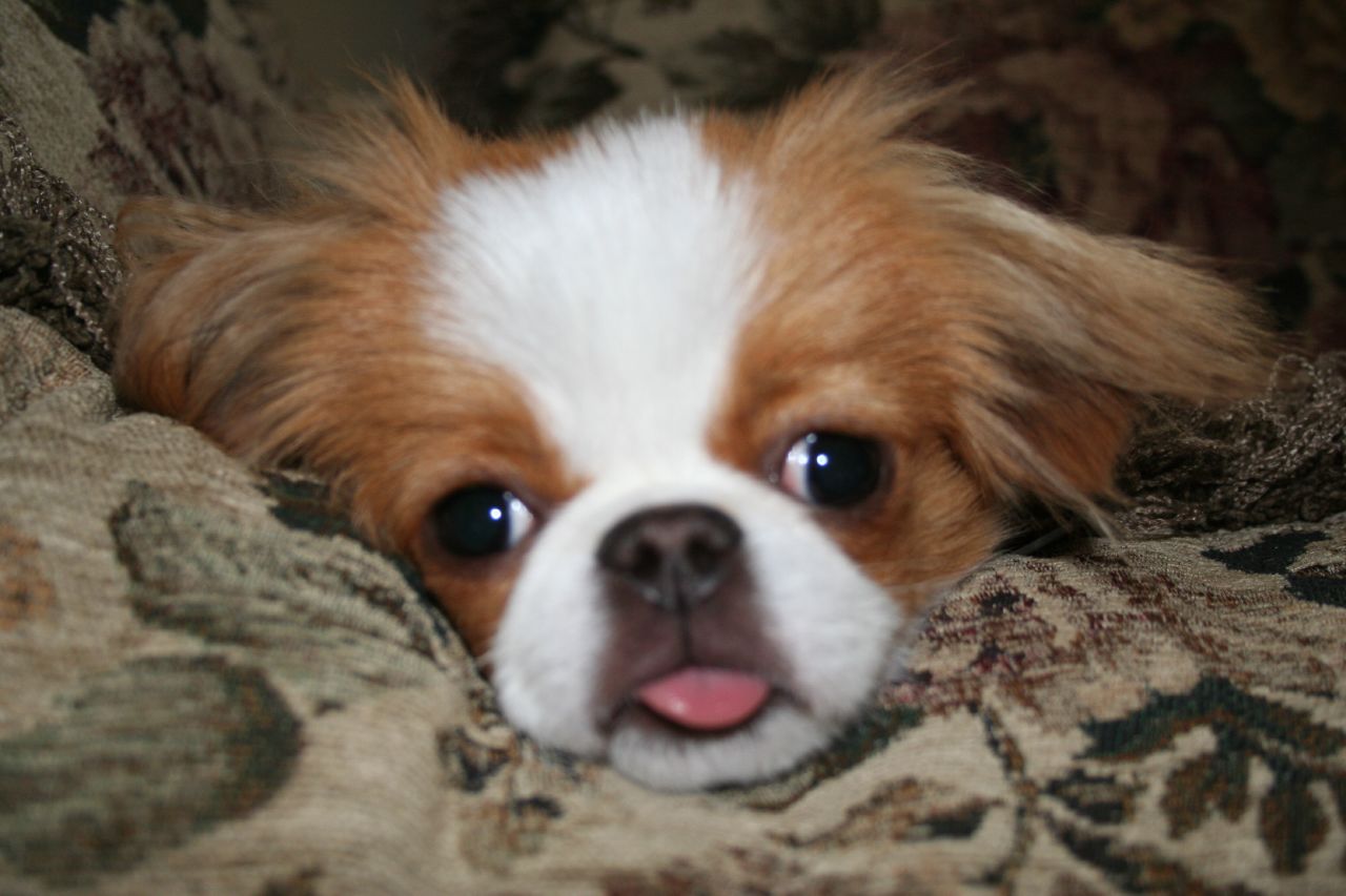japanese chin